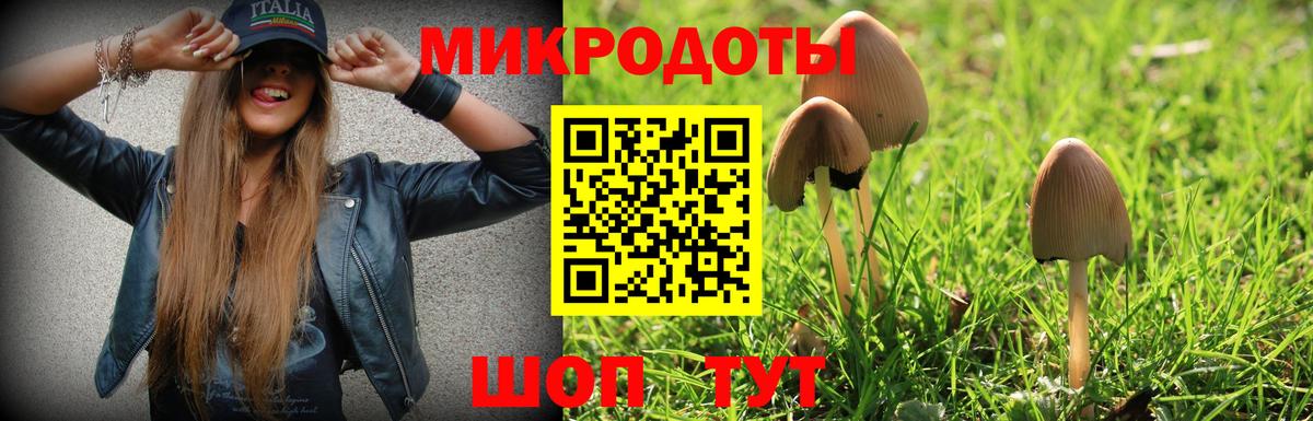 Галлюциногенные грибы Psilocybe Ефремов